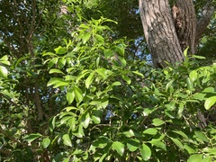 Florida boxwood (Schaefferia frutescens)