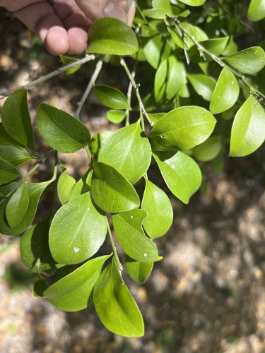 Florida boxwood (Schaefferia frutescens)