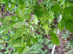 Florida boxwood (Schaefferia frutescens)
