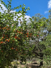 Schaefferia pilosa (Schaefferia pilosa)