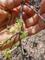 Schaefferia pilosa (Schaefferia pilosa)