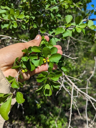 Schaefferia pilosa (Schaefferia pilosa)