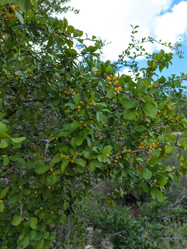 Schaefferia pilosa (Schaefferia pilosa)