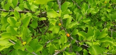 Schaefferia pilosa (Schaefferia pilosa)