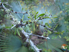 Schaefferia stenophylla (Schaefferia stenophylla)