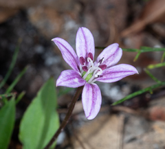 Schelhammera undulata (Schelhammera undulata)