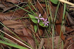 Schelhammera undulata (Schelhammera undulata)