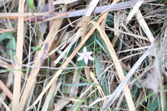Schelhammera undulata (Schelhammera undulata)