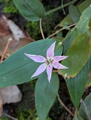 Schelhammera undulata (Schelhammera undulata)