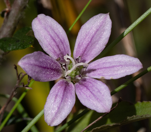 Schelhammera undulata (Schelhammera undulata)