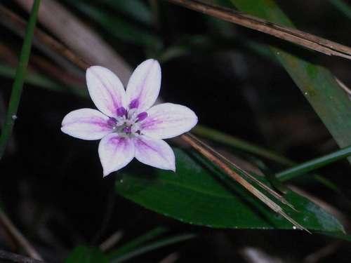 Schelhammera undulata (Schelhammera undulata)