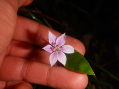 Schelhammera undulata (Schelhammera undulata)