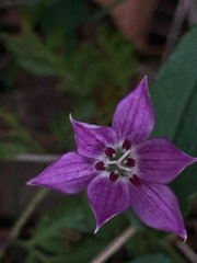 Schelhammera undulata (Schelhammera undulata)