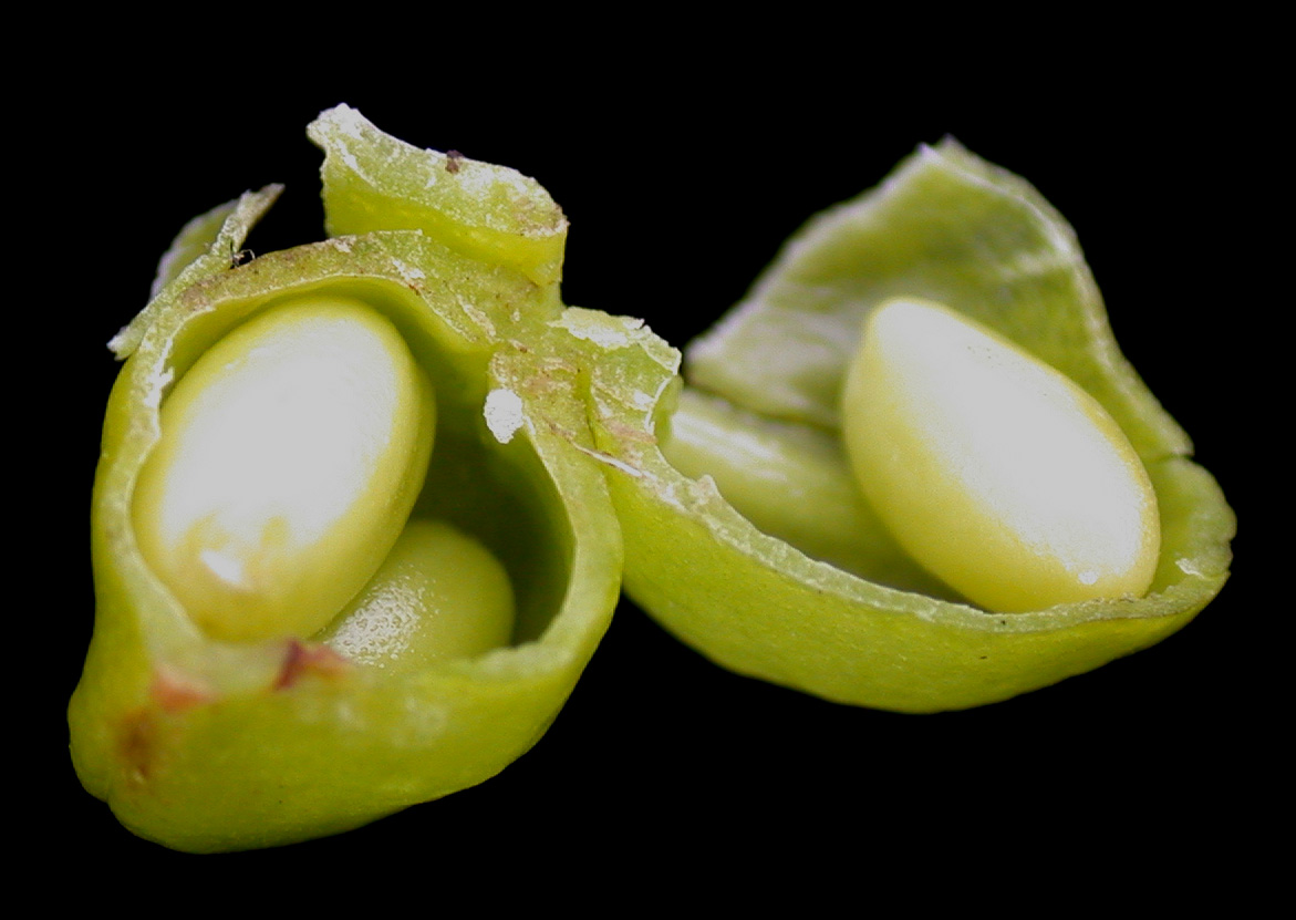 Rannoch-rush: Nom français : scheuchzérie des marais. Nom anglais : marsh scheuchzeria. Jeune fruit (capsule, graines) de scheuchzérie des marais, en coupe transversale.