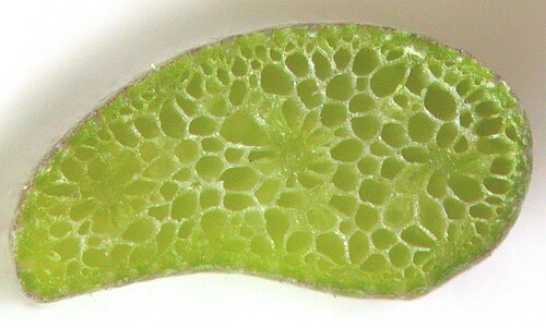 Rannoch-rush: Nom français : scheuchzérie des marais. Nom anglais : marsh scheuchzeria. Feuille de scheuchzérie des marais, en coupe transversale.