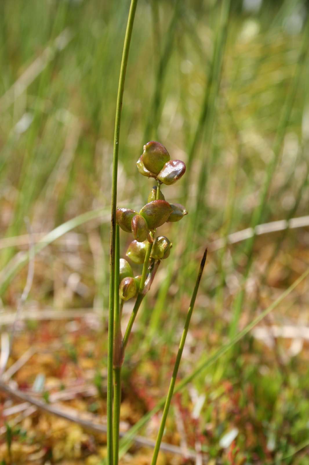 Rannoch-rush: Blasenbinse (Scheuchzeria palustris) im NSG Buddenhagener Moor, Mecklenburg-Vorpommern.