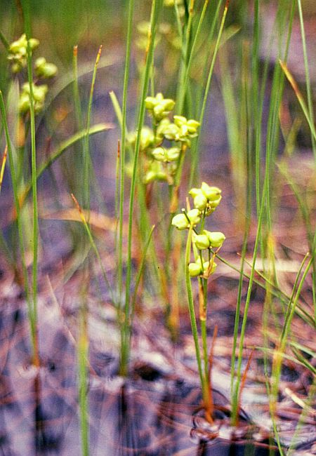 Rannoch-rush: Blasensimse ( Scheuchzeria palustris ), Blasensimsengewächse (Scheuchzeriaceae) - Österreich/Austria/Autriche: Niederösterreich, Oberes Ybbstal, „Auf den Mösern