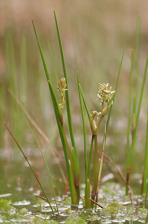 Rannoch-rush: Scheuchzeria palustris flowering. Ommen area, Netherlands