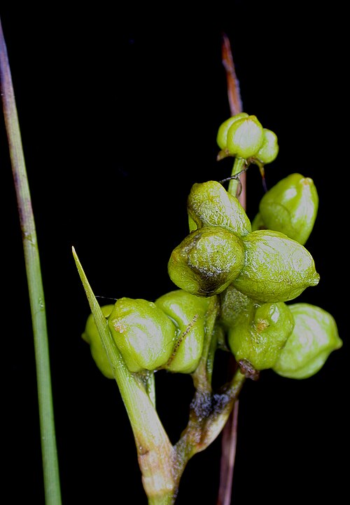Rannoch-rush: Nom français : scheuchzérie des marais. Nom anglais : marsh scheuchzeria. Jeune infrutescence (fruits, capsules) de scheuchzérie des marais.