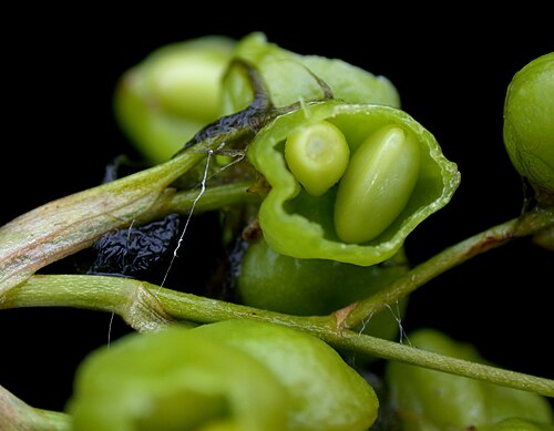 Rannoch-rush: Nom français : scheuchzérie des marais. Nom anglais : marsh scheuchzeria. Jeune fruit (capsule, graines) de scheuchzérie des marais, en coupe transversale.