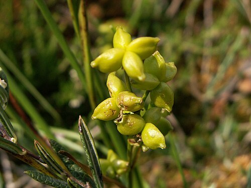 Rannoch-rush: Scheuchzeria palustris Balgfruechte