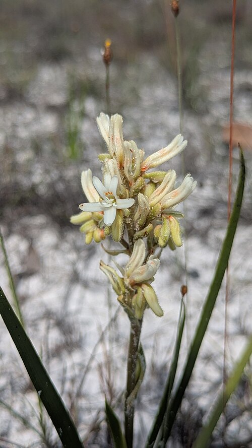 Schiekia orinocensis: Schiekia orinocensis in Colombia