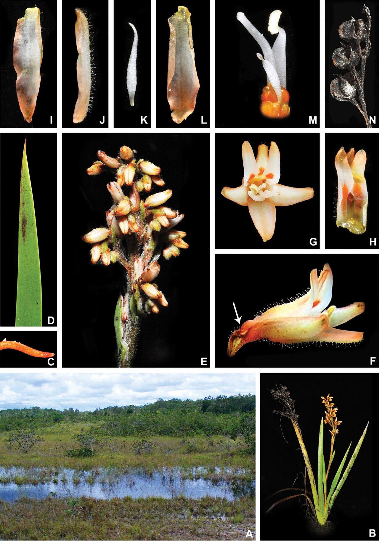 Schiekia orinocensis: Schiekia orinocensis (Kunth) Meisn.