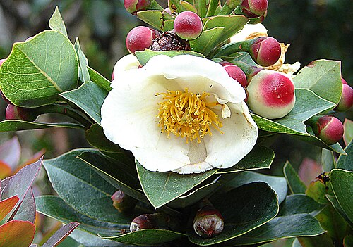 Schima brevifolia: A striking species of the 'tea family', from the subalpine zone of Mt. Kinabalu, Malaysian Borneo. In context at www.dixpix.ca/indonesia/flora/heath/index.html