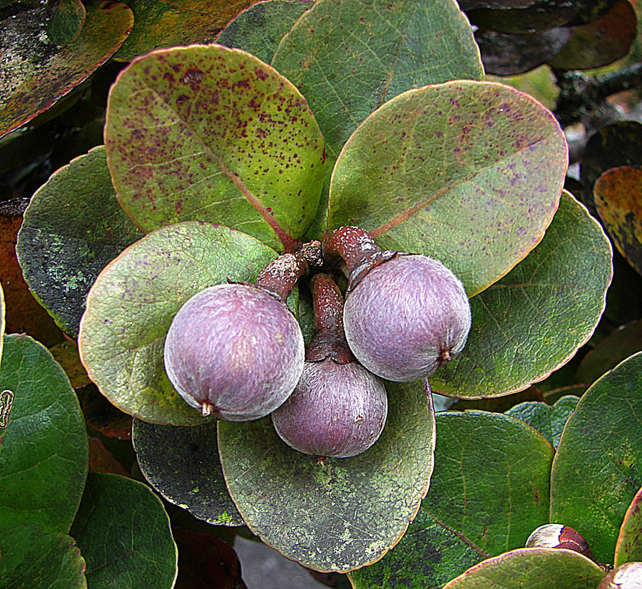 Schima brevifolia: Fruit of this subalpine species at timberline on Mt. Kinabalu in Sabah Province of Borneo. In context at www.dixpix.ca/indonesia/flora/heath/index.html