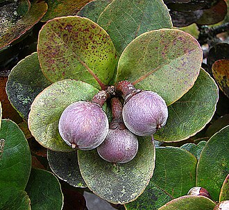 Schima brevifolia: Fruit of this subalpine species at timberline on Mt. Kinabalu in Sabah Province of Borneo. In context at www.dixpix.ca/indonesia/flora/heath/index.html