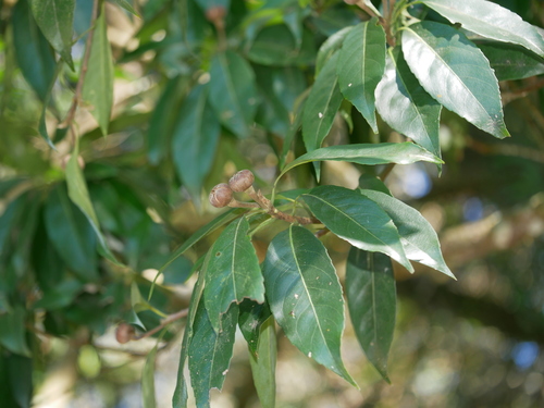 Schima (Schima superba)