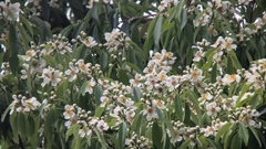 Schima (Schima superba)