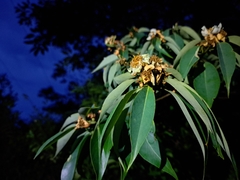 Schima (Schima superba)