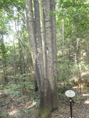 Schima (Schima superba)