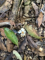 Schima (Schima superba)