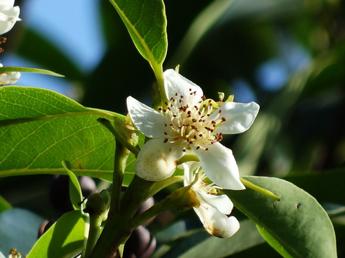 Schima (Schima superba)