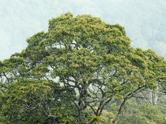 Schima (Schima superba)
