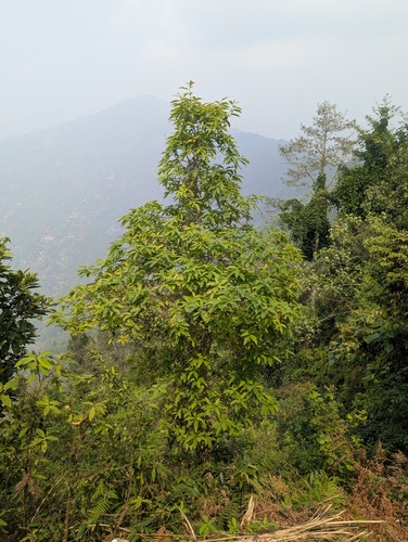 Schima wallichii (Schima wallichii)