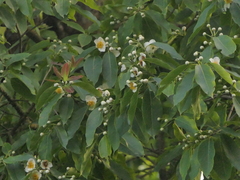 Schima wallichii (Schima wallichii)