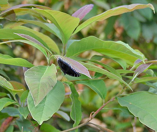 Schima wallichii: Popinjay Stibochiona nicea at Samsing in Darjeeling district of West Bengal , India .