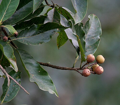 Schima wallichii: Makrisal or Chiloni Schima wallichii at Samsing in Darjeeling district of West Bengal , India .