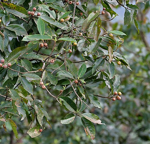 Schima wallichii: Makrisal or Chiloni Schima wallichii at Samsing in Darjeeling district of West Bengal , India .