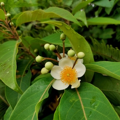 Schima wallichii (Schima wallichii)