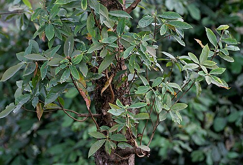 Schima wallichii: Makrisal or Chiloni Schima wallichii at Samsing in Darjeeling district of West Bengal , India .