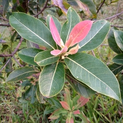 Schima wallichii (Schima wallichii)