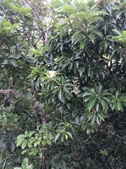 Schima wallichii (Schima wallichii)