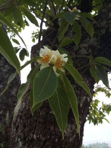 Schima wallichii (Schima wallichii)