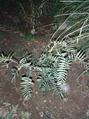 Schinus areira (Schinus areira)