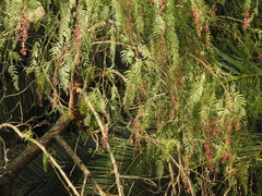 Schinus areira (Schinus areira)
