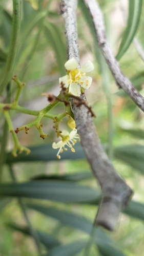 Schinus areira (Schinus areira)